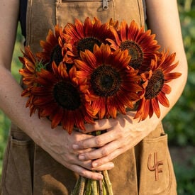 Velvet Queen, Sunflower Seeds